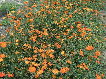 Reinsaat – Cosmea, orange (Cosmos sulphureus)
