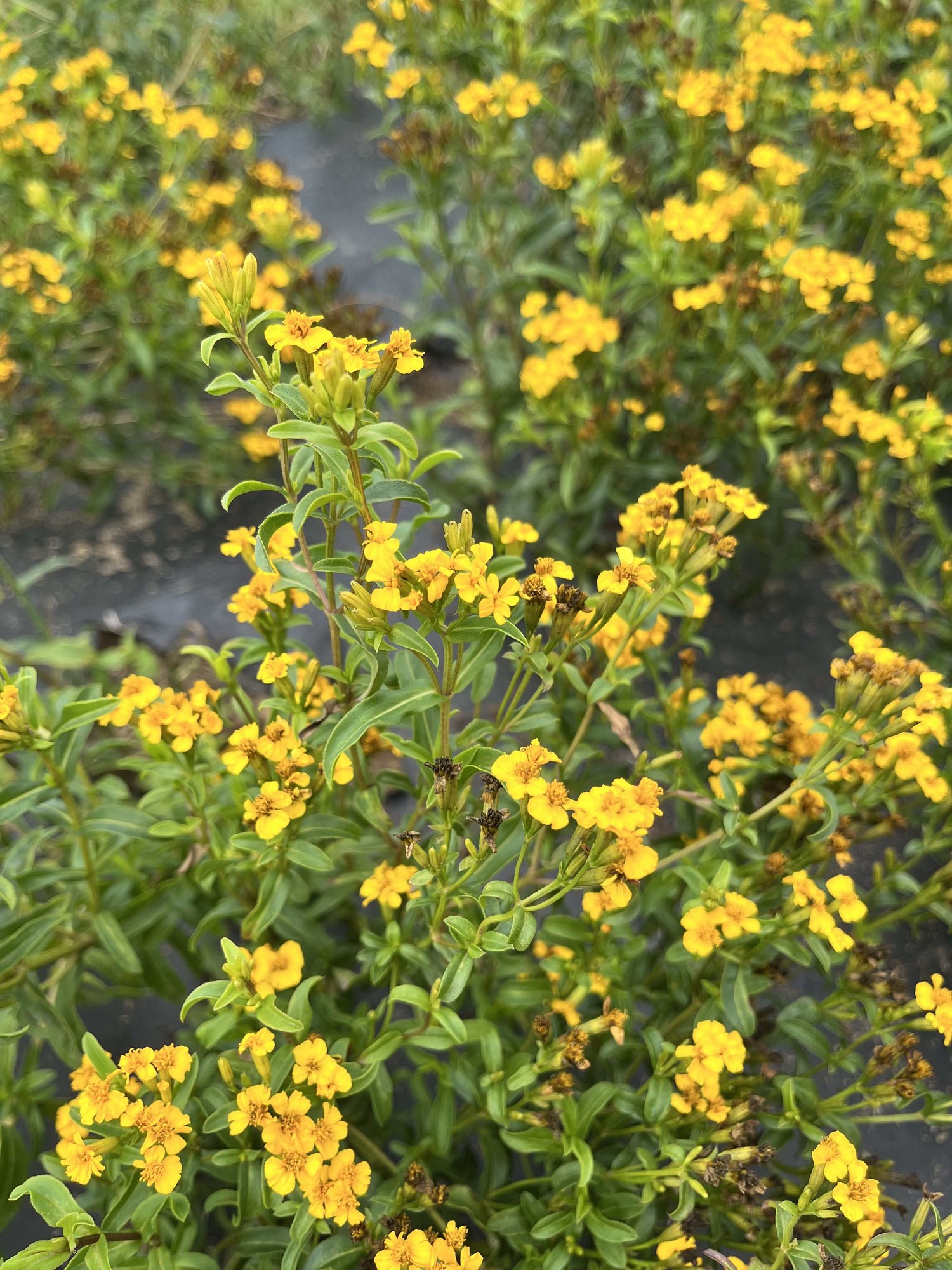 Reinsaat – Aztekische Würztagetes Sweet Mace (Tagetes lucida)