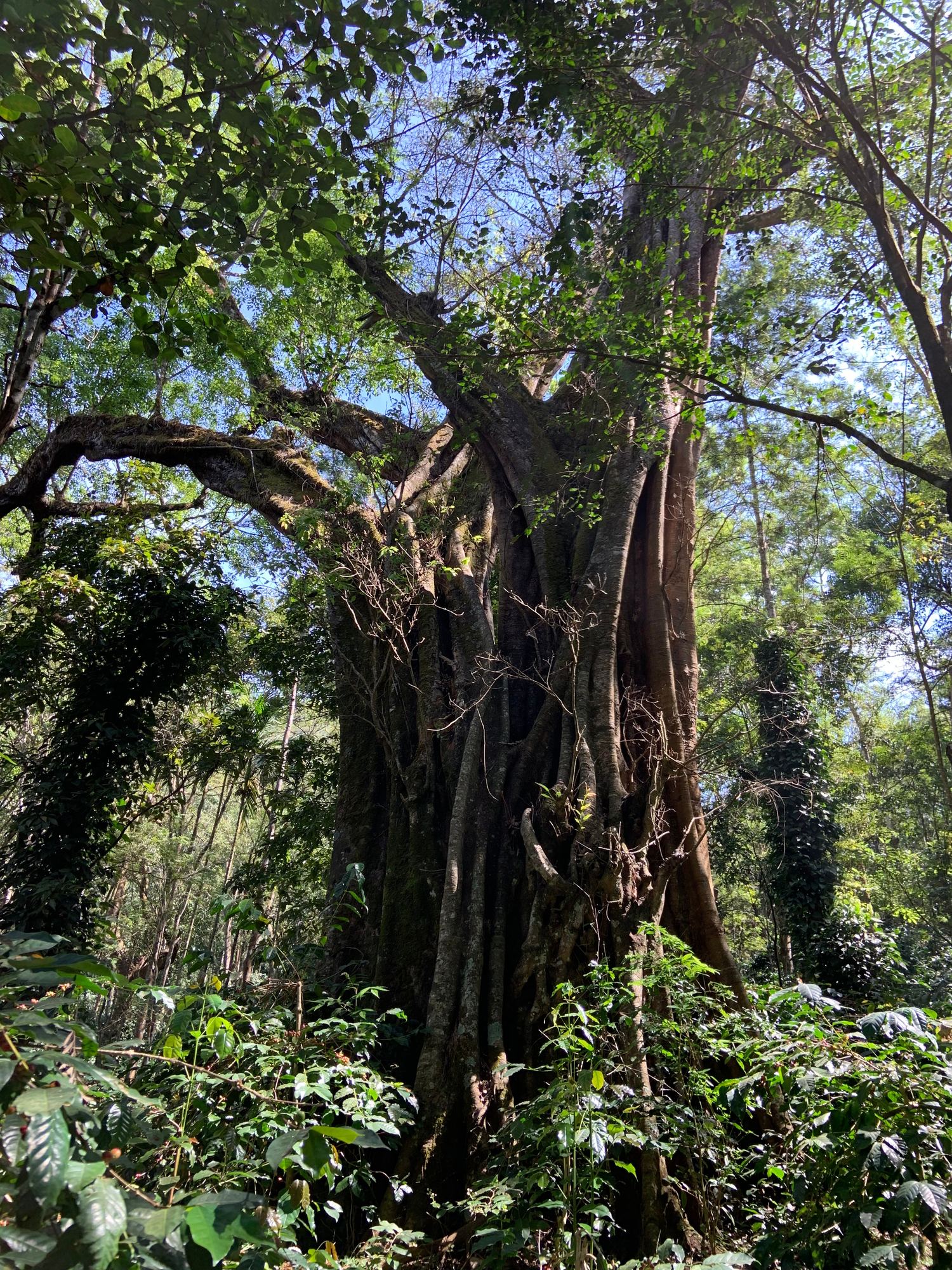 India Kerehaklu Robusta Natural