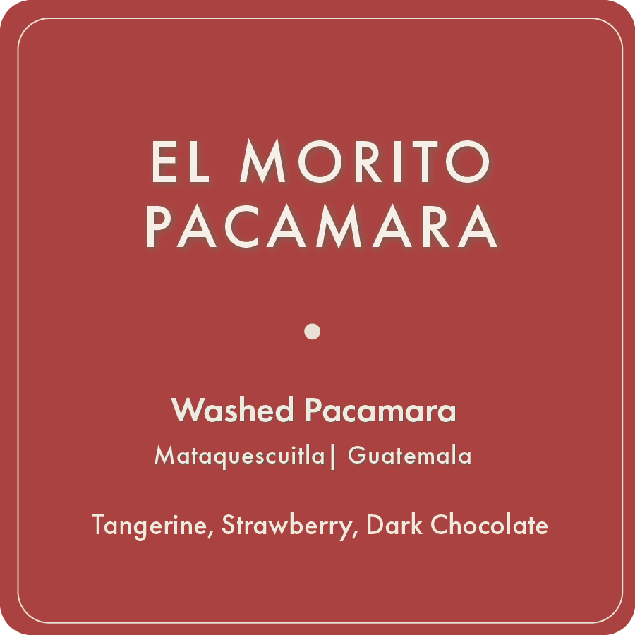 El Morito Pacamara