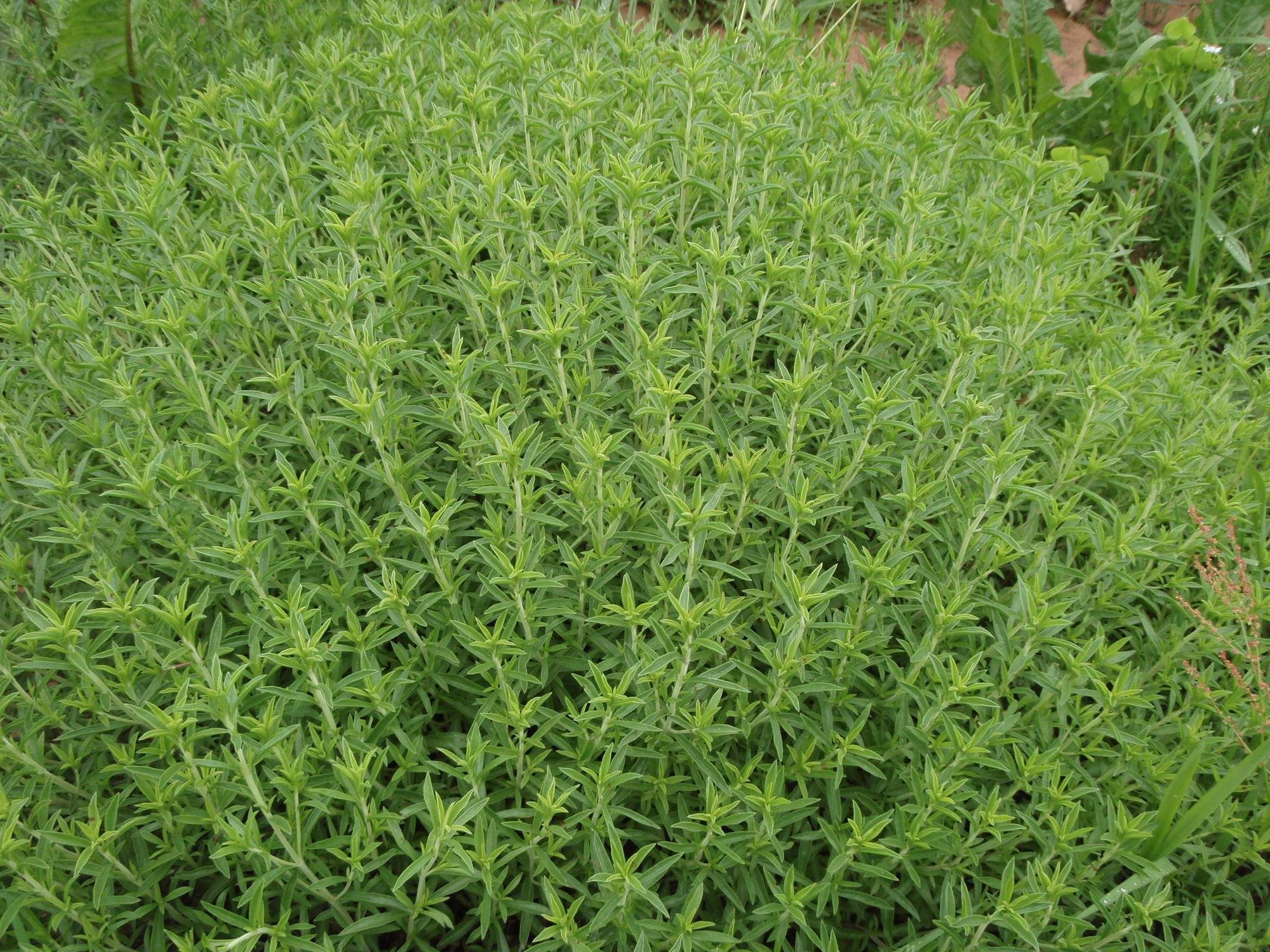 Reinsaat – Bergbohnenkraut (Satureja montana)