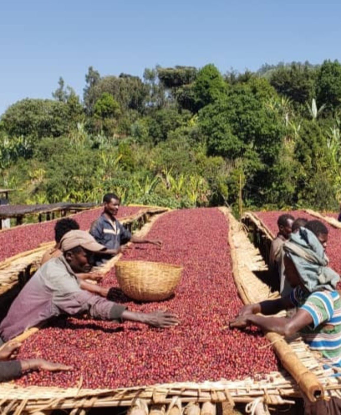 Ethiopia Kochere Boji Espresso