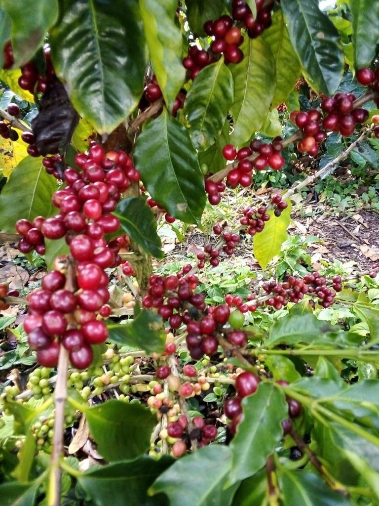 Honduras Ethiosar Natural