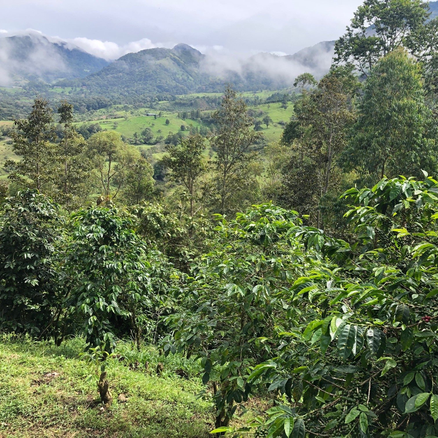 ’Panama Kalithea Geisha