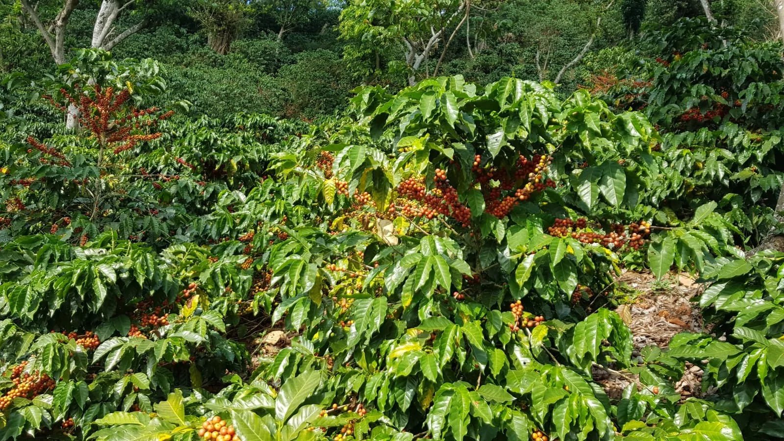 El Salvador Manzanal Filter