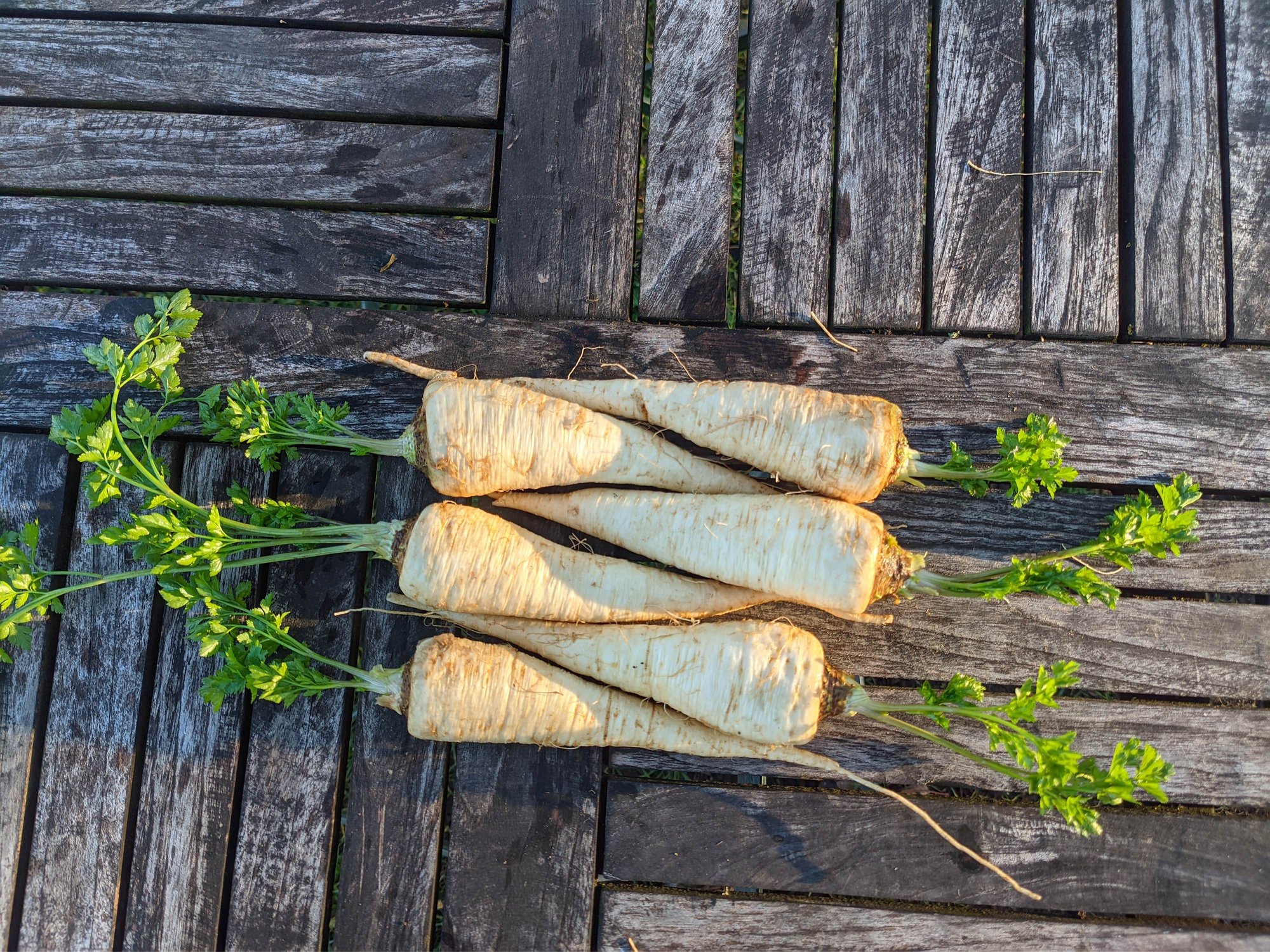 Reinsaat – Wurzelpetersilie Kinsky (Petroselinum crispum ssp. tuberosum L.)