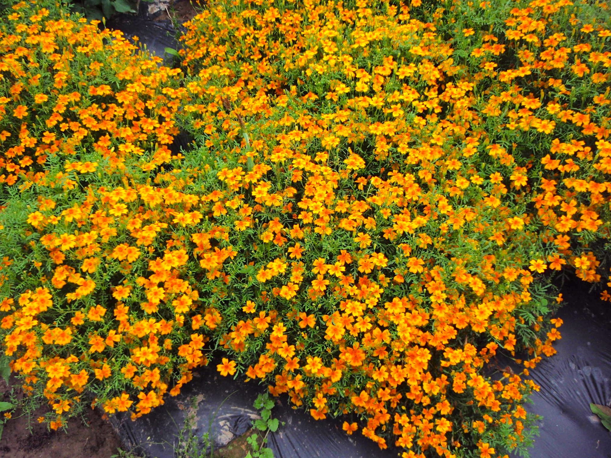 Reinsaat – Zwergstudentenblume (Tagetes tenuifolia)