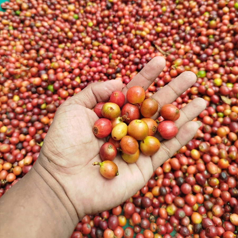 Kenya Kamwangi AA