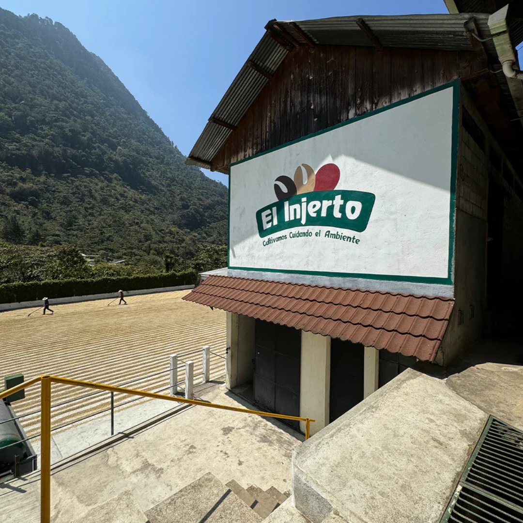 Guatemala El Injerto Geisha Washed