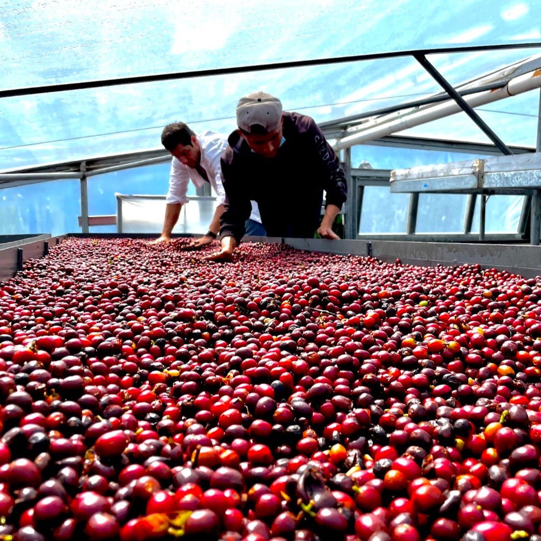 ’Panama Finca Deborah【Anthem Geisha】
