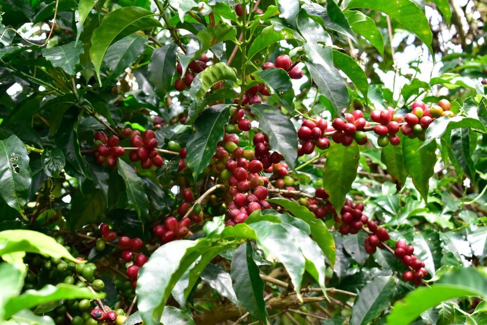 Ethiopia Halo Beriti Yirgacheffe Natural ESPRESSO