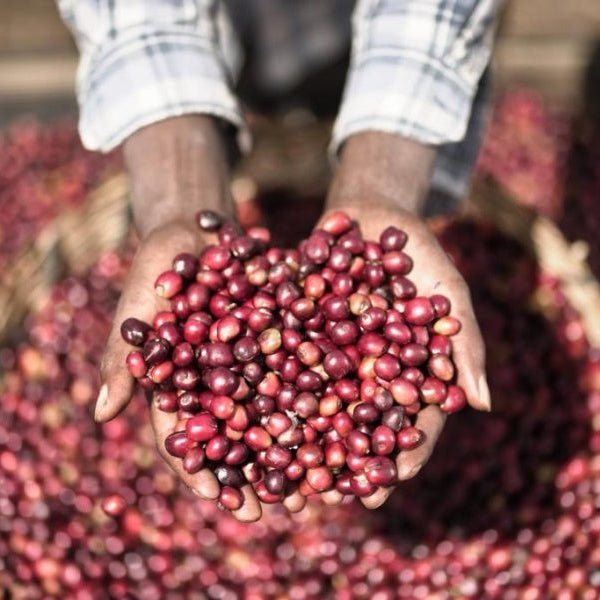 ’Ethiopia Chelbesa Natural
