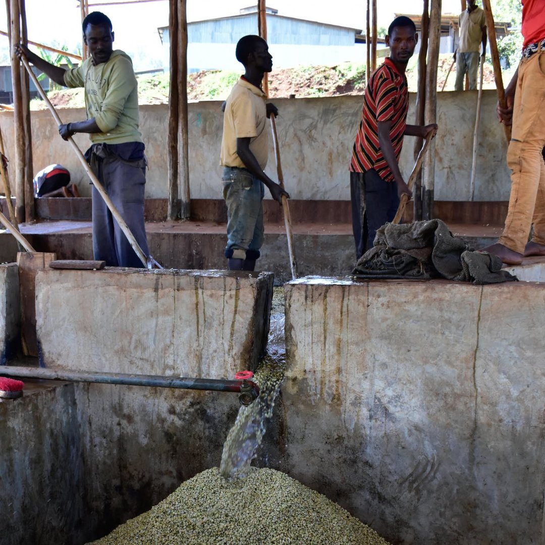 Ethiopia Uraga Tome Washed