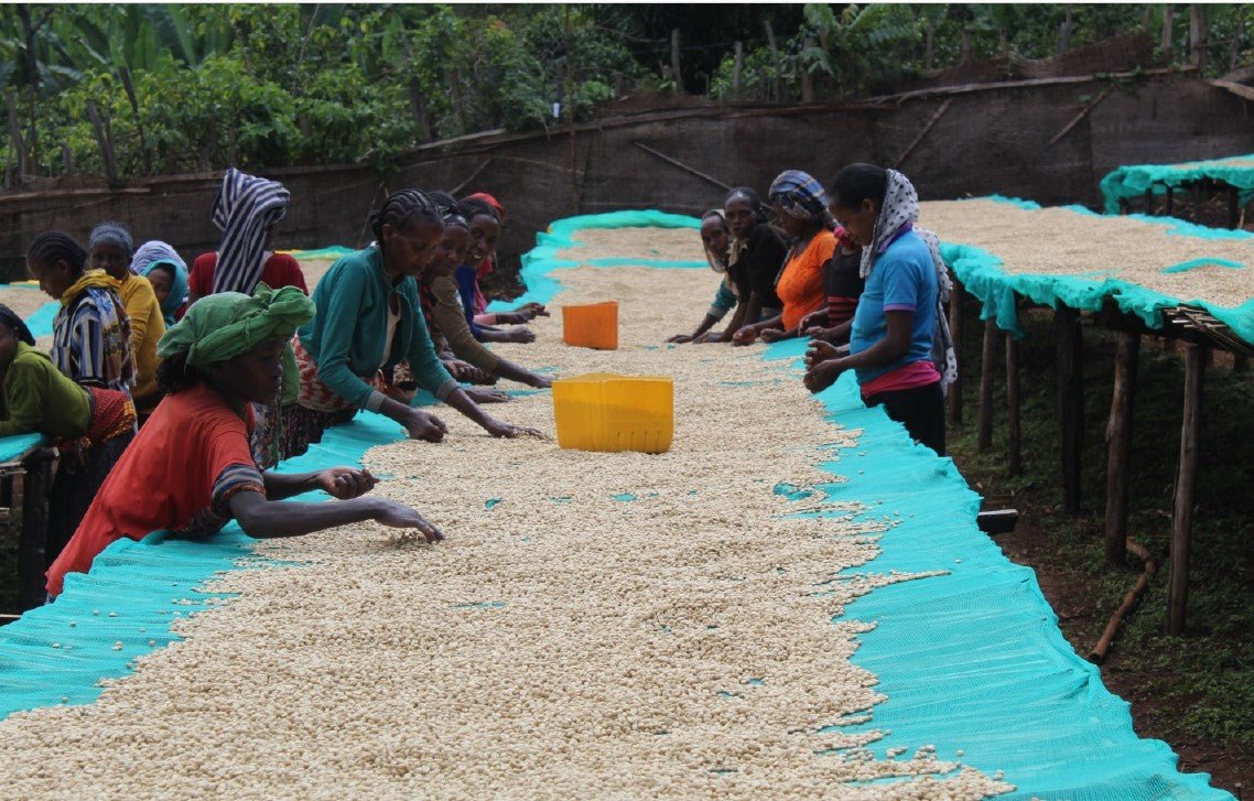 Ethiopia Yirgacheffe Halo Washed ESPRESSO